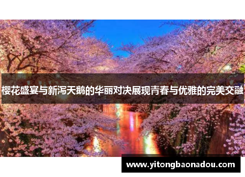 樱花盛宴与新泻天鹅的华丽对决展现青春与优雅的完美交融